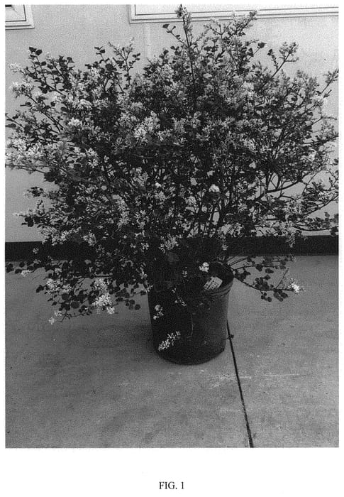 Figure 1 of US plant patent PP31664, the photograph of JDB123WHITEHOUSE printed in the patent.