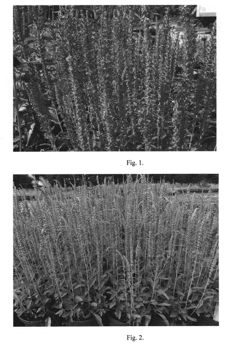 Figure 1 of US plant patent PP31665, the photograph of Kiss the Sky printed in the patent.