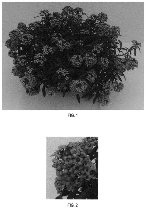 Figure 1 of US plant patent PP31666, the photograph of Balbeezurp printed in the patent.