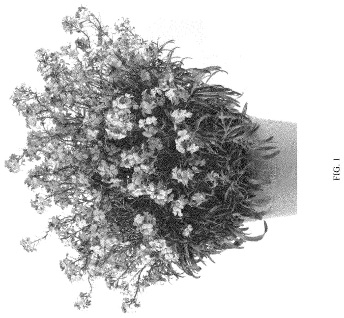 Figure 1 of US plant patent PP31667, the photograph of DERSUSGBP printed in the patent.