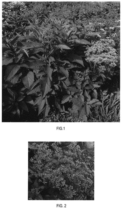 Figure 1 of US plant patent PP31668, the photograph of FLOREUPRE1 printed in the patent.