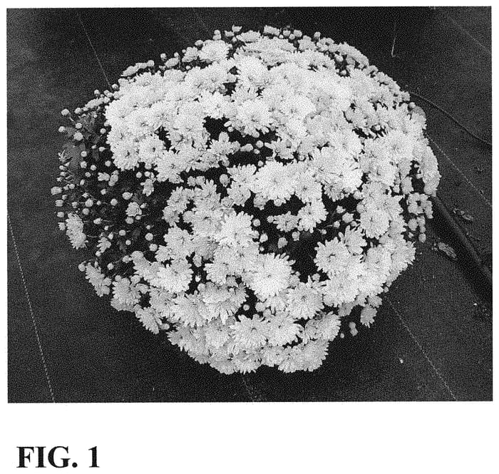 Figure 1 of US plant patent PP31669, the photograph of Zanmudove Yellow printed in the patent.