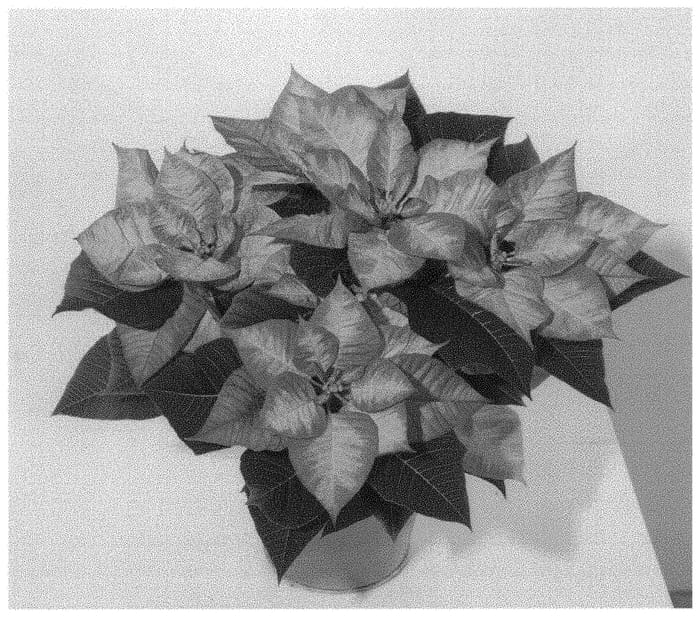 Figure 1 of US plant patent PP31670, the photograph of NPCW18289 printed in the patent.