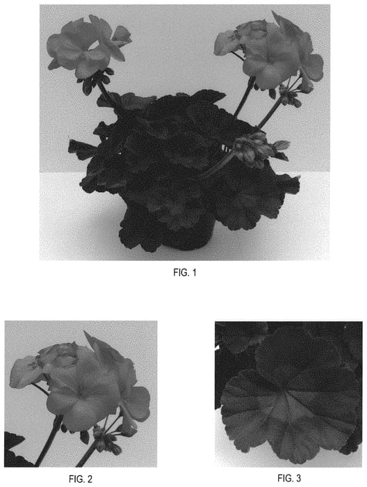 Figure 1 of US plant patent PP31671, the photograph of TOSTD0188 printed in the patent.