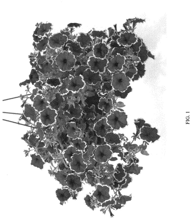 Figure 1 of US plant patent PP31672, the photograph of KERTEAPIC printed in the patent.