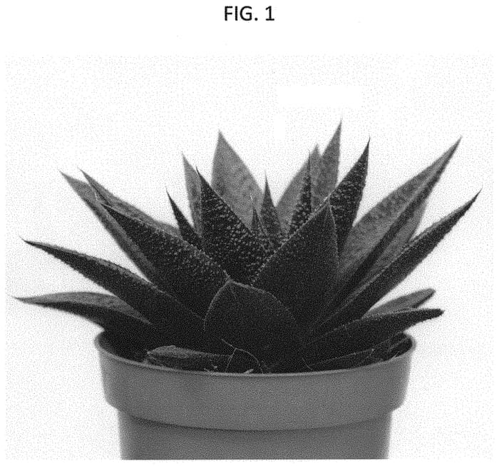 Figure 1 of US plant patent PP31673, the photograph of OVROCKS06 printed in the patent.