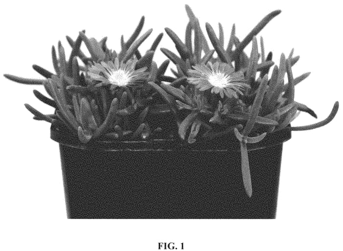 Figure 1 of US plant patent PP31674, the photograph of P15R1 printed in the patent.