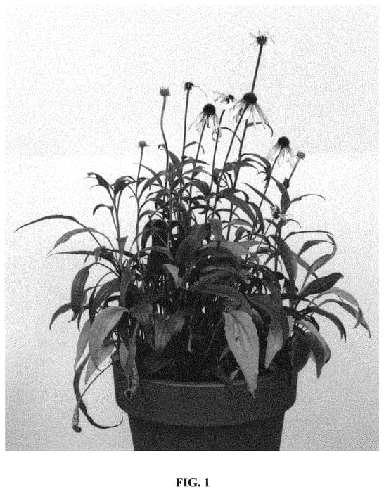 Figure 1 of US plant patent PP31675, the photograph of JS Engeltje printed in the patent.