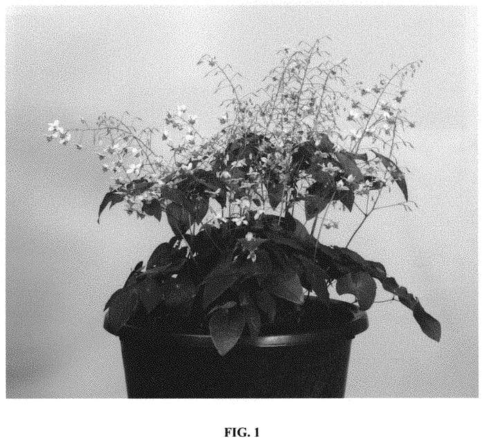 Figure 1 of US plant patent PP31676, the photograph of Magnificent printed in the patent.