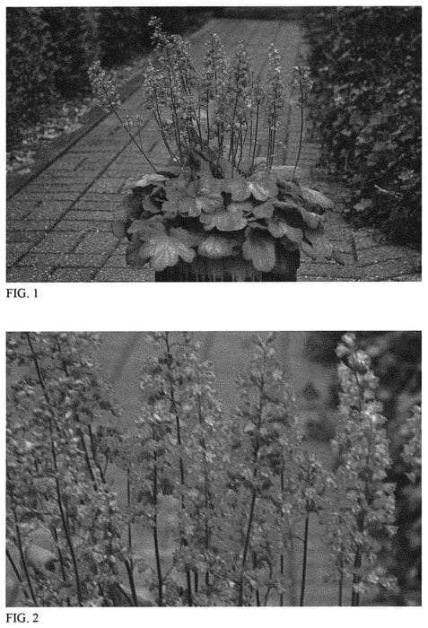 Figure 1 of US plant patent PP31677, the photograph of Timeless Glow printed in the patent.