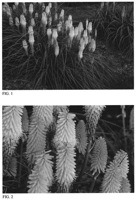 Figure 1 of US plant patent PP31678, the photograph of Lucky Lemons printed in the patent.