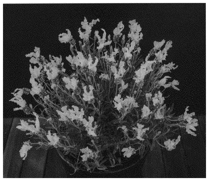 Figure 1 of US plant patent PP31679, the photograph of FW Whimsical printed in the patent.
