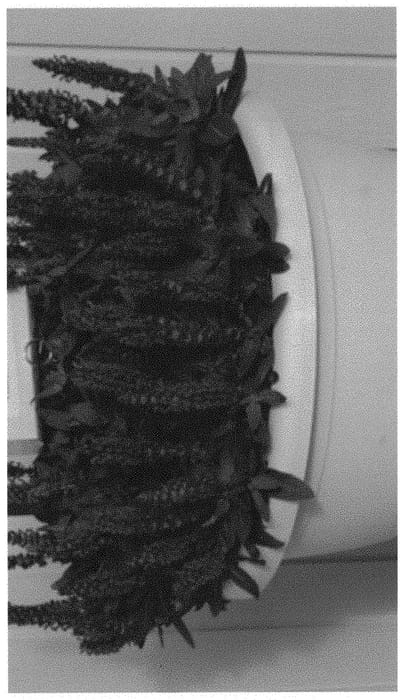 Figure 1 of US plant patent PP31680, the photograph of SSLVI08-0 printed in the patent.