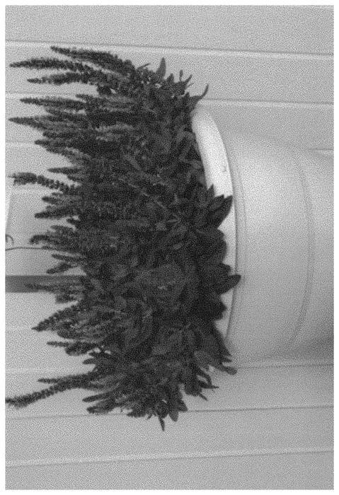 Figure 1 of US plant patent PP31681, the photograph of SSLRO09-0 printed in the patent.