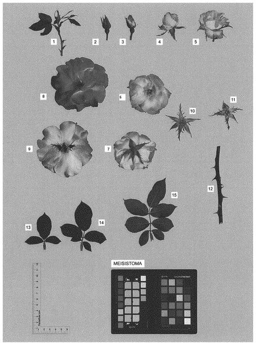 Figure 1 of US plant patent PP31682, the photograph of MEISISTOMA printed in the patent.
