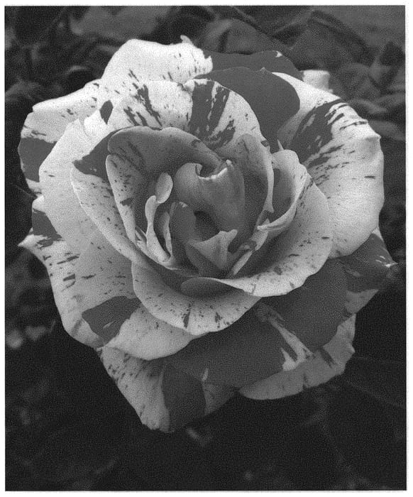 Figure 1 of US plant patent PP31683, the photograph of GRAtgx printed in the patent.