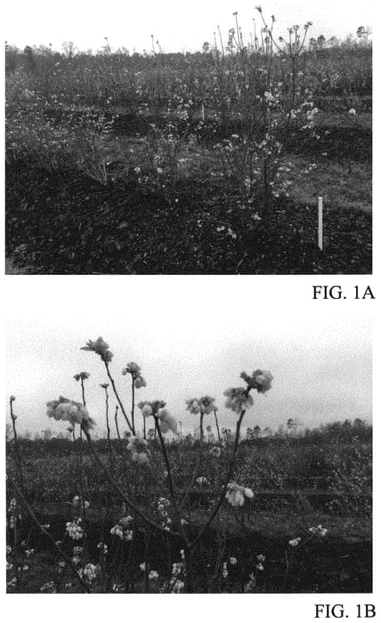 Figure 1 of US plant patent PP31684, the photograph of TH-1876 printed in the patent.
