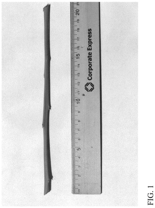 Figure 1 of US plant patent PP31685, the photograph of DrisBlueSixteen printed in the patent.