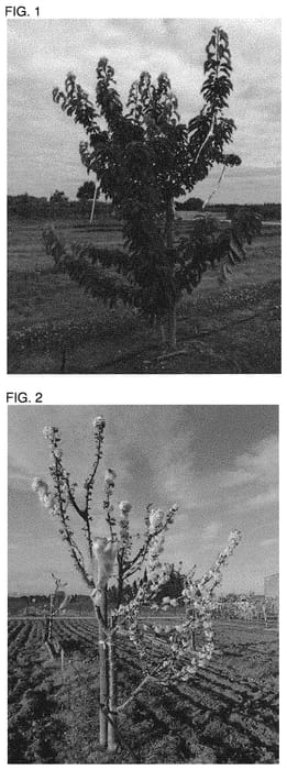 Figure 1 of US plant patent PP31686, the photograph of BICOLAM printed in the patent.