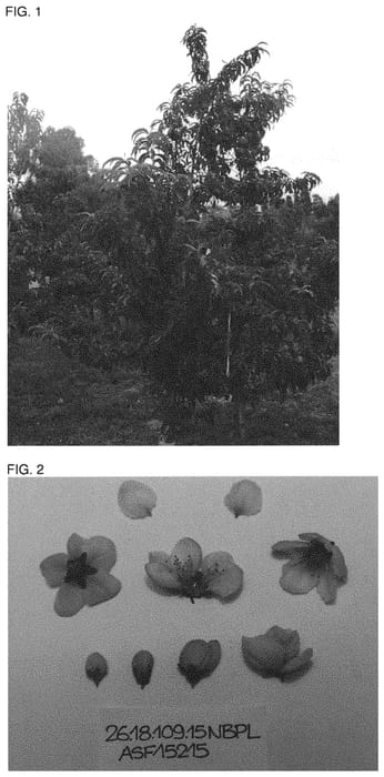 Figure 1 of US plant patent PP31687, the photograph of CAKERUMBA printed in the patent.
