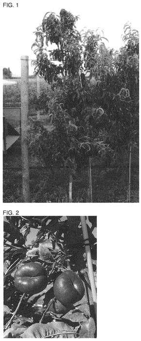 Figure 1 of US plant patent PP31688, the photograph of CAKEBUZZ printed in the patent.