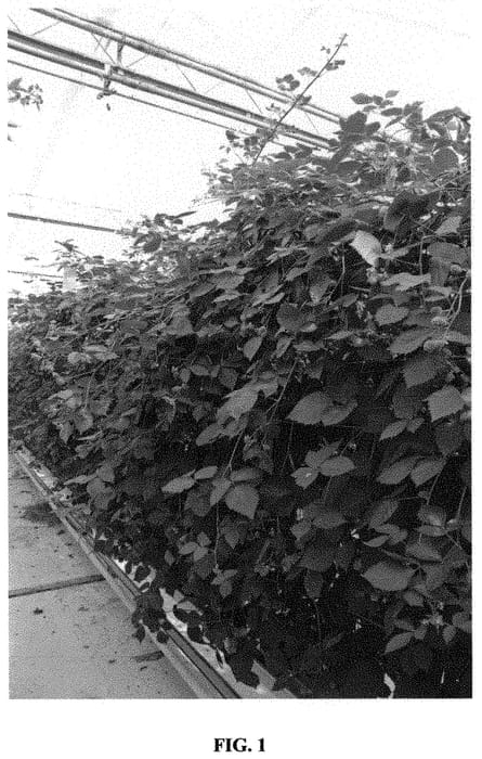 Figure 1 of US plant patent PP31689, the photograph of 16TP4 printed in the patent.