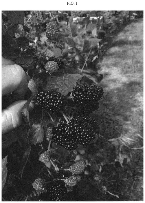 Figure 1 of US plant patent PP31690, the photograph of APF-205T printed in the patent.