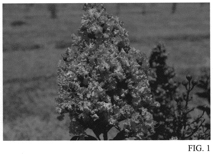 Figure 1 of US plant patent PP31691, the photograph of DJ 01-14 printed in the patent.