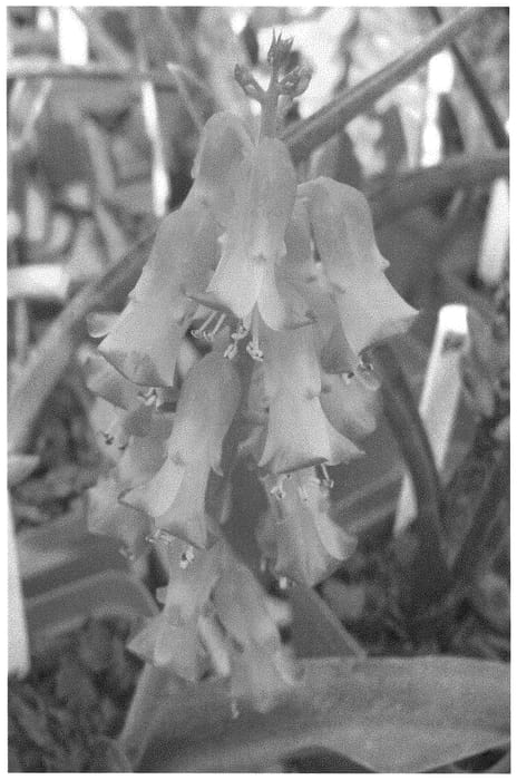Figure 1 of US plant patent PP31692, the photograph of Rainbow Bells printed in the patent.