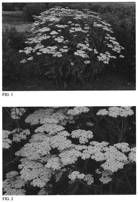 Figure 1 of US plant patent PP31693, the photograph of Sassy Summer Lemon printed in the patent.