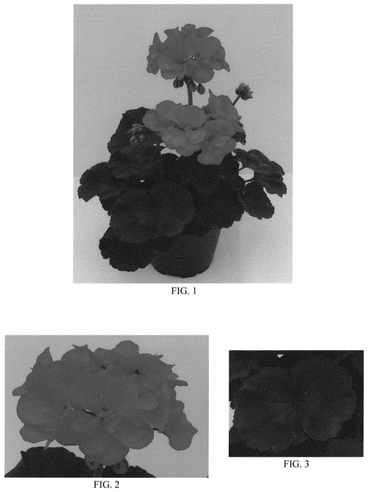 Figure 1 of US plant patent PP31694, the photograph of TOSTC0563 printed in the patent.