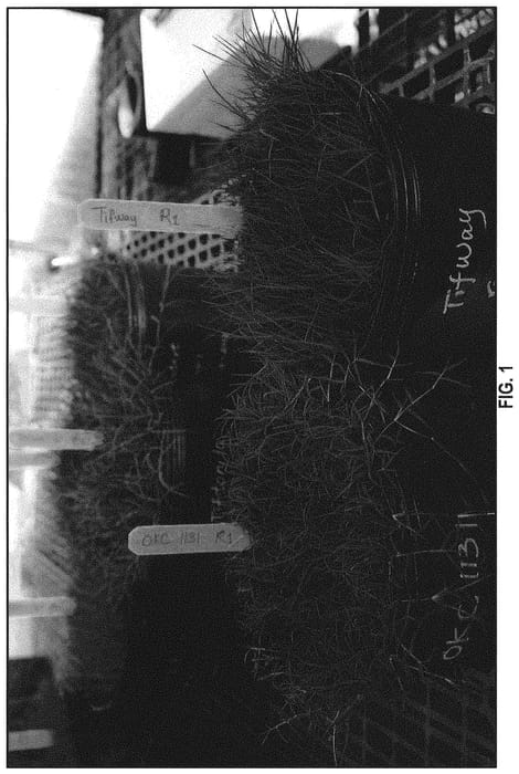 Figure 1 of US plant patent PP31695, the photograph of OKC 1131 printed in the patent.