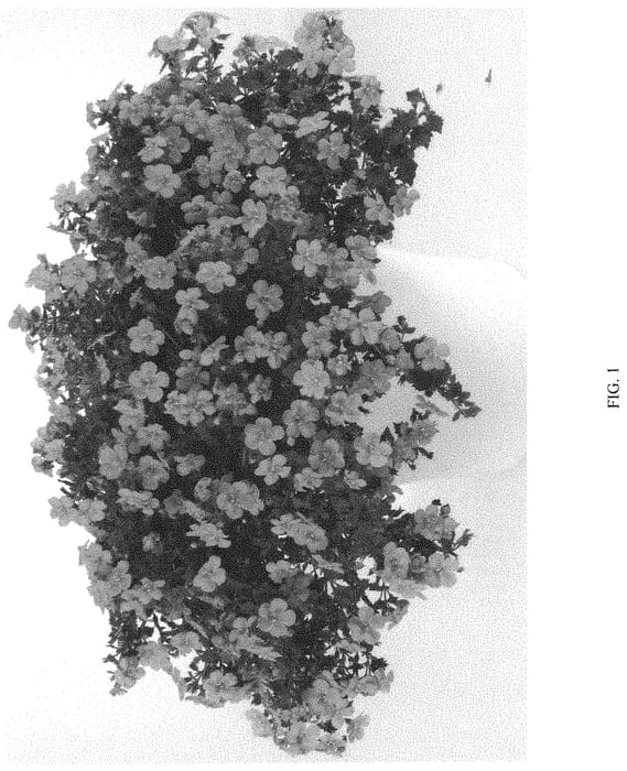 Figure 1 of US plant patent PP31696, the photograph of DCOPGULPNK printed in the patent.