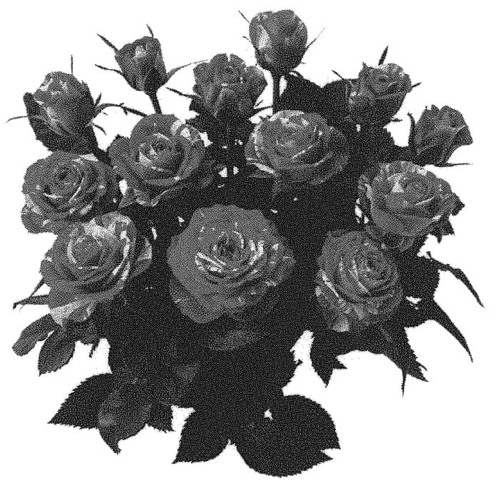 Figure 1 of US plant patent PP31697, the photograph of KORpot087 printed in the patent.