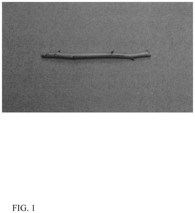 Figure 1 of US plant patent PP31698, the photograph of DrisBlueNineteen printed in the patent.