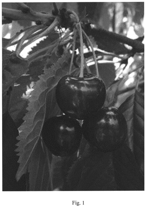 Figure 1 of US plant patent PP31699, the photograph of HL 13822 printed in the patent.
