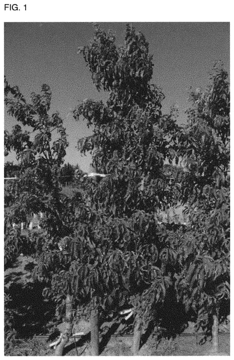 Figure 1 of US plant patent PP31700, the photograph of NSRED15261 printed in the patent.