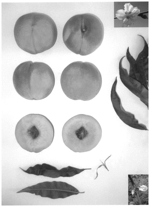 Figure 1 of US plant patent PP31701, the photograph of RED PRINCESS VI printed in the patent.