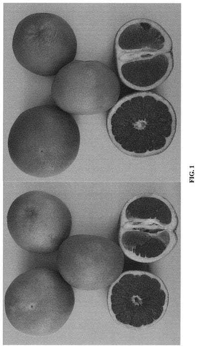 Figure 1 of US plant patent PP31702, the photograph of TR-1 printed in the patent.