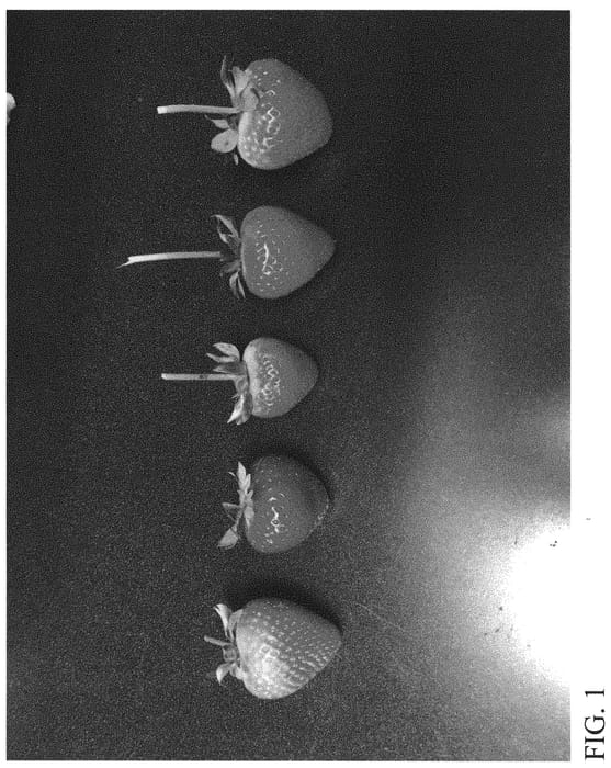 Figure 1 of US plant patent PP31703, the photograph of DrisStrawSixtySix printed in the patent.