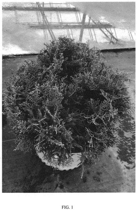 Figure 1 of US plant patent PP31704, the photograph of SMNJCHM printed in the patent.