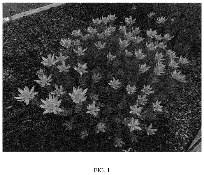 Figure 1 of US plant patent PP31705, the photograph of Hawaii Sunrise printed in the patent.