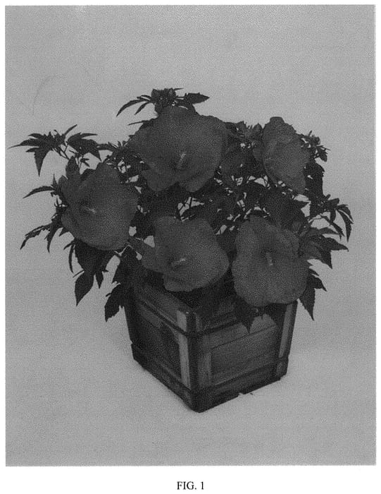 Figure 1 of US plant patent PP31706, the photograph of 15334-1 GR printed in the patent.