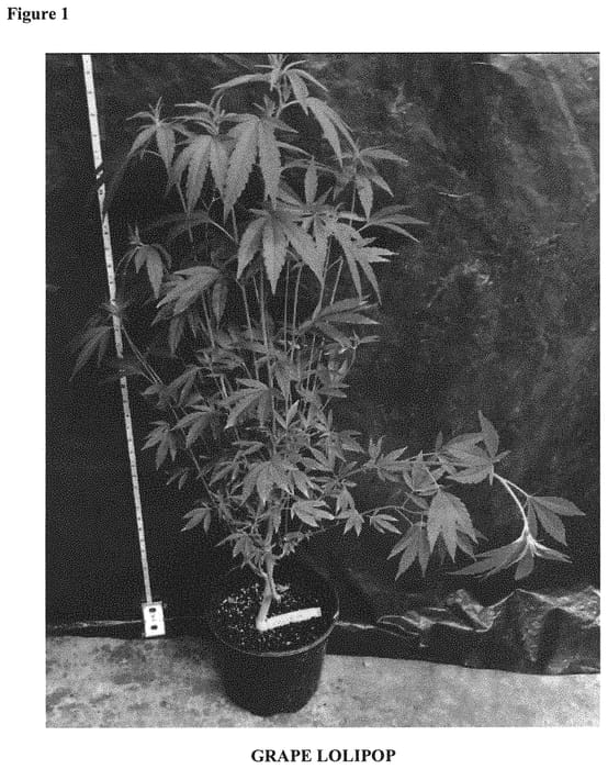Figure 1 of US plant patent PP31707, the photograph of GRAPE LOLIPOP printed in the patent.
