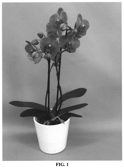 Figure 1 of US plant patent PP31708, the photograph of PHALGURZON printed in the patent.