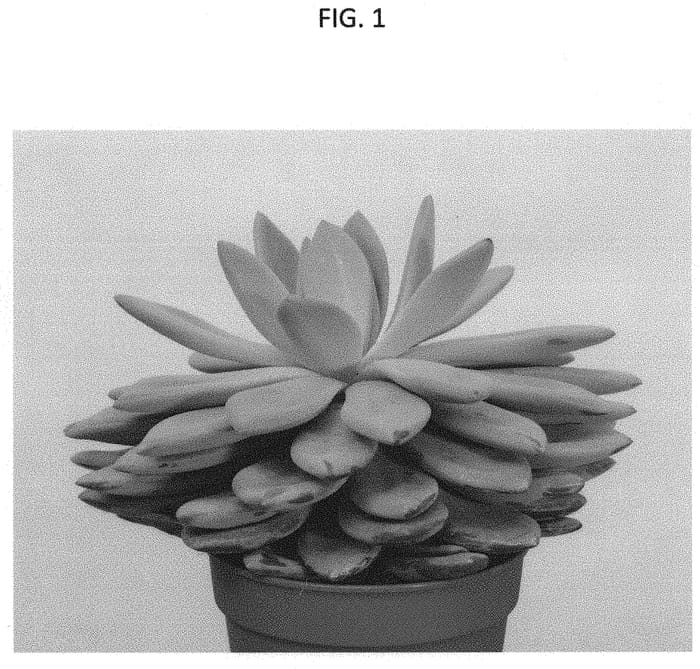 Figure 1 of US plant patent PP31709, the photograph of TSAECH1805 printed in the patent.