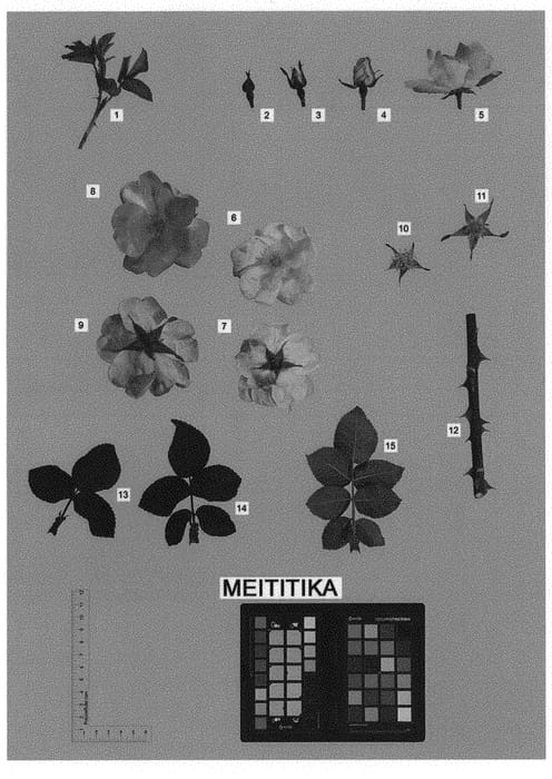 Figure 1 of US plant patent PP31710, the photograph of MEITITIKA printed in the patent.