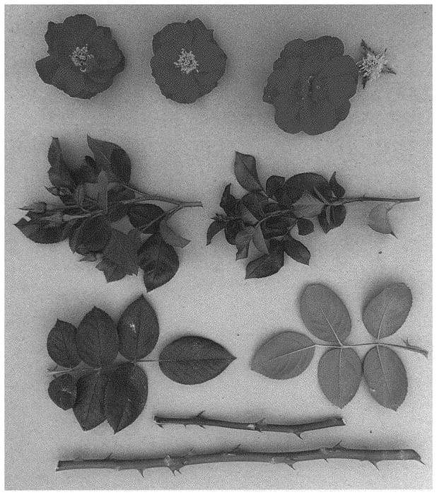 Figure 1 of US plant patent PP31711, the photograph of ZARrefre printed in the patent.