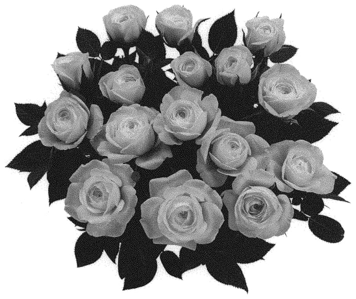 Figure 1 of US plant patent PP31712, the photograph of KORaroma08 printed in the patent.