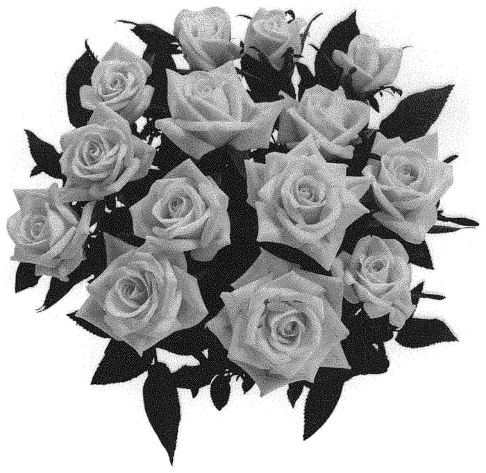 Figure 1 of US plant patent PP31713, the photograph of KORaroma09 printed in the patent.